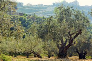 Ο φώσφορος στη καλλιέργεια της ελιάς και η φωσφορική λίπανση