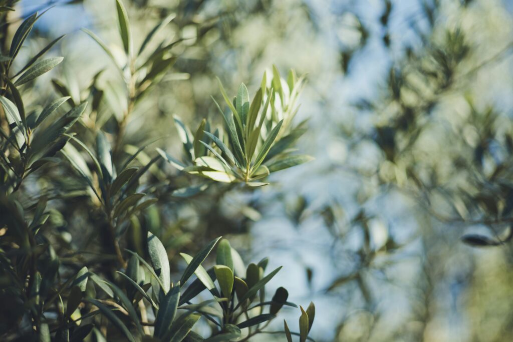 Οδηγίες για μια σωστή διαφυλλική λίπανση στην ελιά