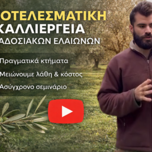 Αποτελεσματική-καλλιέργεια-παραδοσιακών-ελαιώνων